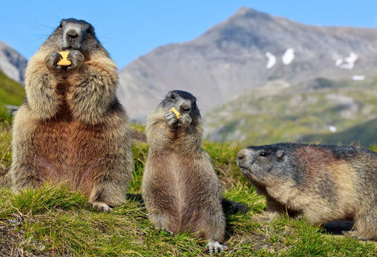 Alpine Marmot Marmota Marmota Wall Decal