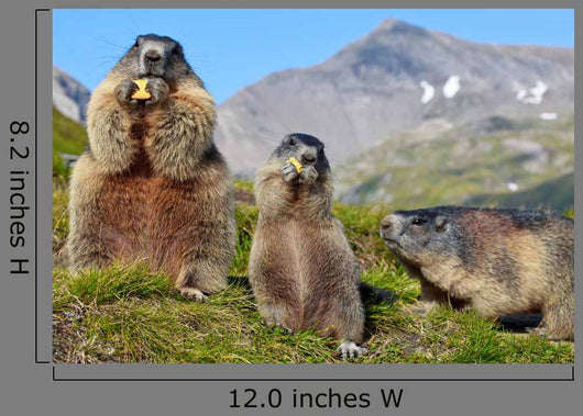 Alpine Marmot Marmota Marmota Wall Decal