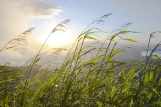 Blades Grass Blowing Wind Wall Decal