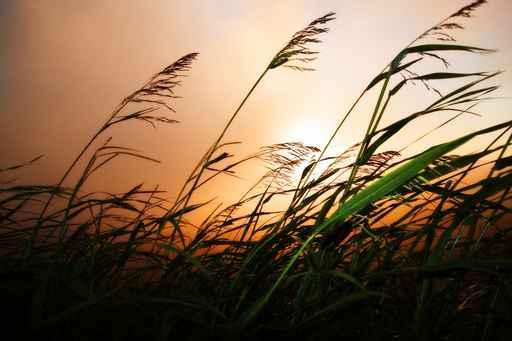 Grass Blowing Wind Sunset Wall Decal