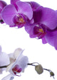 Orchids Wall Decal