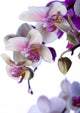 White Orchids Wall Decal
