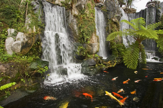 Koi Fish Pond Waterfalls - Horizontal Wall Decal