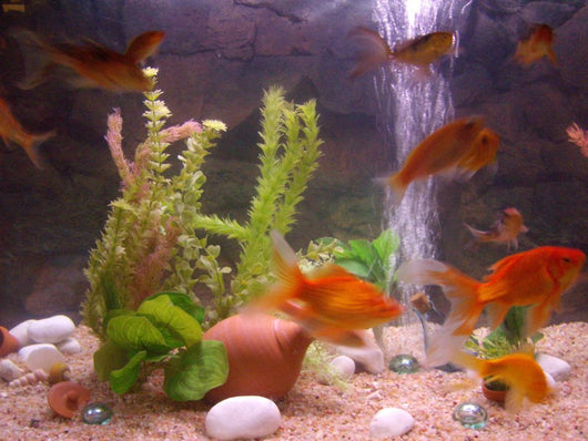 Gold Fish in a Tank Wall Decal
