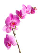 Pink Flowers Orchid White Wall Decal