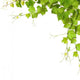 Collage Vine Leaves Wall Decal