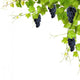 Collage Vine Leaves And Grapes Wall Decal