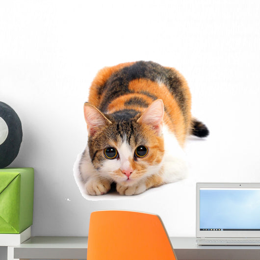 Domestic Cat Felis Catus Wall Decal