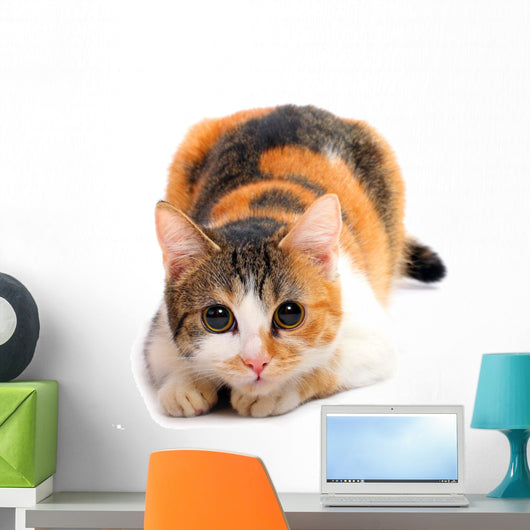 Domestic Cat Felis Catus Wall Decal