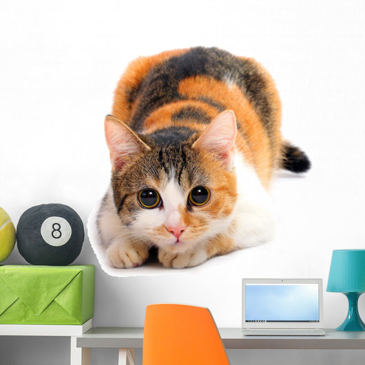 Domestic Cat Felis Catus Wall Decal