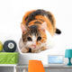 Domestic Cat Felis Catus Wall Decal