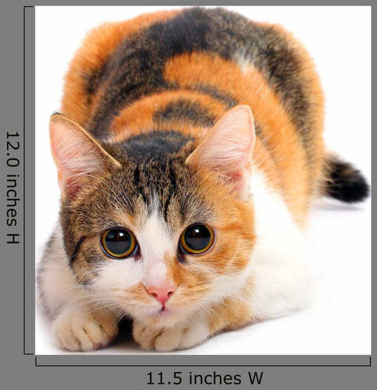 Domestic Cat Felis Catus Wall Decal