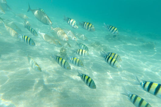 Under Water Wall Decal