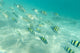 Under Water Wall Decal