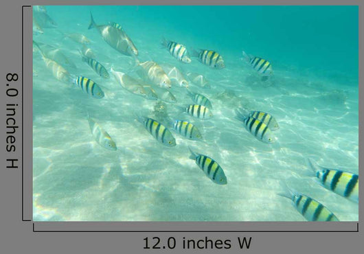 Under Water Wall Decal