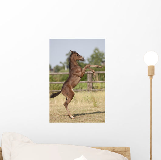 Wild Foal Wall Decal