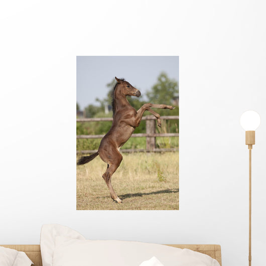 Wild Foal Wall Decal