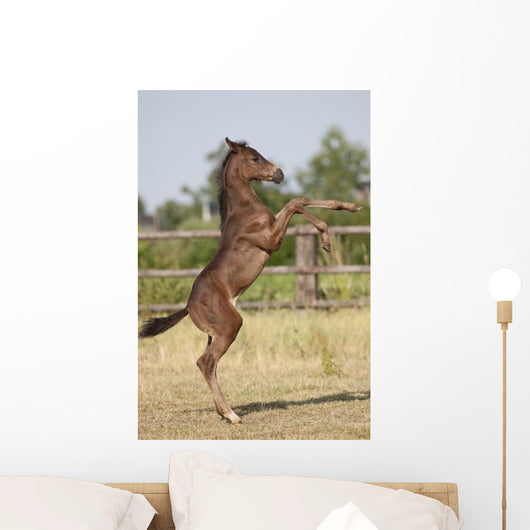 Wild Foal Wall Decal