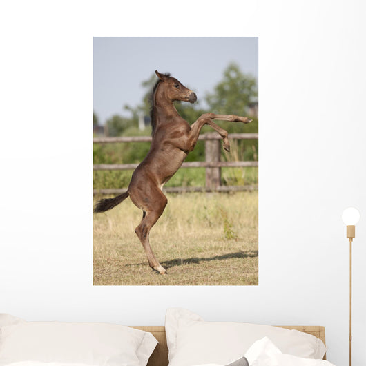 Wild Foal Wall Decal