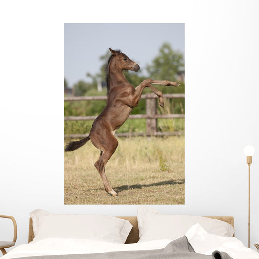 Wild Foal Wall Decal