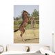 Wild Foal Wall Decal