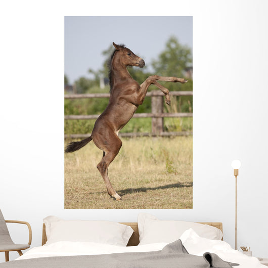 Wild Foal Wall Decal