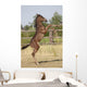Wild Foal Wall Decal