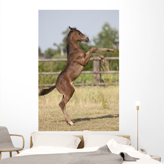 Wild Foal Wall Decal