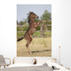 Wild Foal Wall Decal