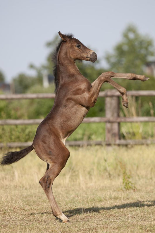 Wild Foal Wall Decal