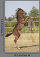 Wild Foal Wall Decal