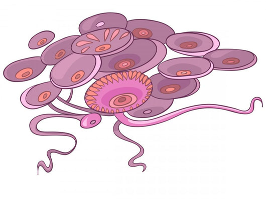 Cartoon Pink Alga Wall Decal