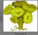 Cartoon Green Flower Alga Wall Decal