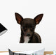 Chihuahua Face Up Wall Decal