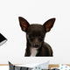 Chihuahua Face Up Wall Decal