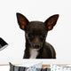 Chihuahua Face Up Wall Decal