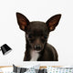 Chihuahua Face Up Wall Decal