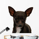 Chihuahua Face Up Wall Decal