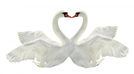 Two Swans Wall Decal