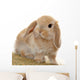 Cute Little Bunny Wall Decal