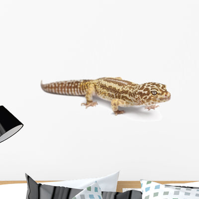 Albino Striped Leopard Gecko Wall Decal shown on a wall