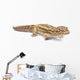 Albino Striped Leopard Gecko Wall Decal