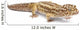 Albino Striped Leopard Gecko Wall Decal