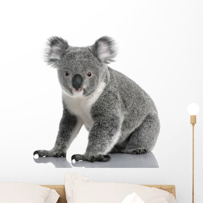 Young Koala Phascolarctos Cinereus Wall Decal shown on a wall