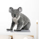 Young Koala Phascolarctos Cinereus Wall Decal