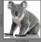 Young Koala Phascolarctos Cinereus Wall Decal