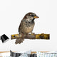 Male House Sparrow Passer Wall Decal