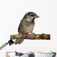 Male House Sparrow Passer Wall Decal