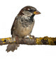 Male House Sparrow Passer Wall Decal