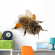 Western Honey Bee Wall Decal